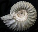 Pavlovia Ammonite Fossil - Siberia #29700-1